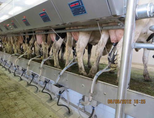 Rahmat Abad 2500 MILKING COWS DAIRY FARM