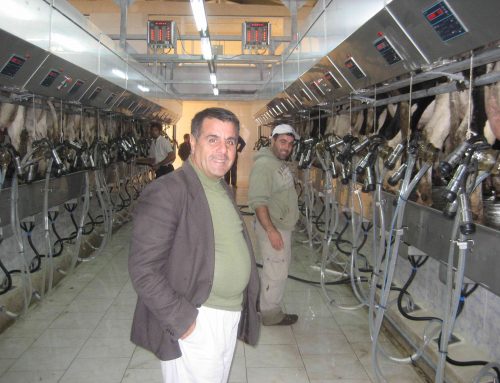 Ghodrati 2500 MILKING COWS DAIRY FARM