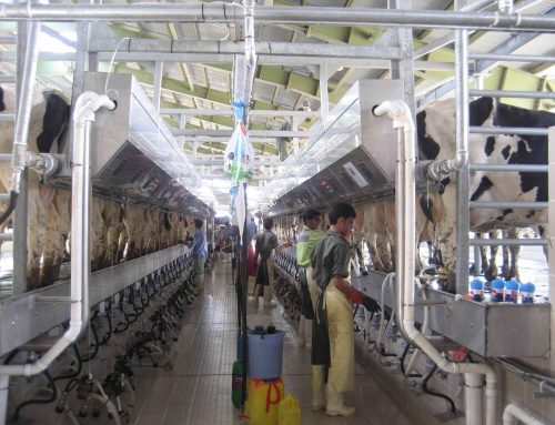 Ghiam 3000 MILKING COWS DAIRY FARM